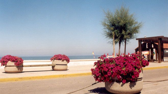 Praia da Tocha
Ort: Cantanhede Praia da Tocha
Ort: Cantanhede