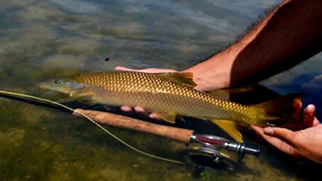 Naturpesca - Guias de Pesca Desportiva Naturpesca - Guias de Pesca Desportiva