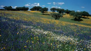 Páscoa
場所: Alentejo
写真: Turismo do Alentejo Páscoa
場所: Alentejo
写真: Turismo do Alentejo