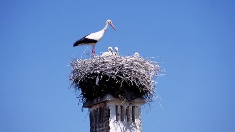 Observation Doiseaux Wwwvisitportugalcom