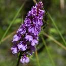 Orchid of the mountain
Place: Madeira
Photo: Turismo de Portugal Orchid of the mountain
Place: Madeira
Photo: Turismo de Portugal