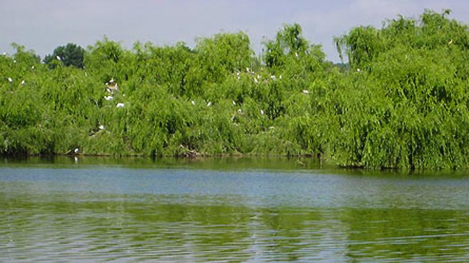 Reserva Natural do Paul do Boquilobo Reserva Natural do Paul do Boquilobo