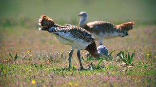 Ecoturismo em Castro Verde
照片: Nuno Lecoq Ecoturismo em Castro Verde
照片: Nuno Lecoq