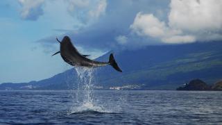 Açores
Место: Açores
Фотография: Pedro Madruga Açores
Место: Açores
Фотография: Pedro Madruga