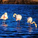 Flamingos
Luogo: Ria Formosa
Photo: Turismo do Algarve Flamingos
Luogo: Ria Formosa
Photo: Turismo do Algarve